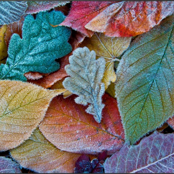 FROSTED FALL AUTUMN LEAVES FABRIC 